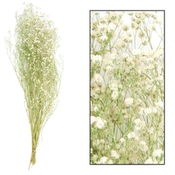 Sušina Gypsophila